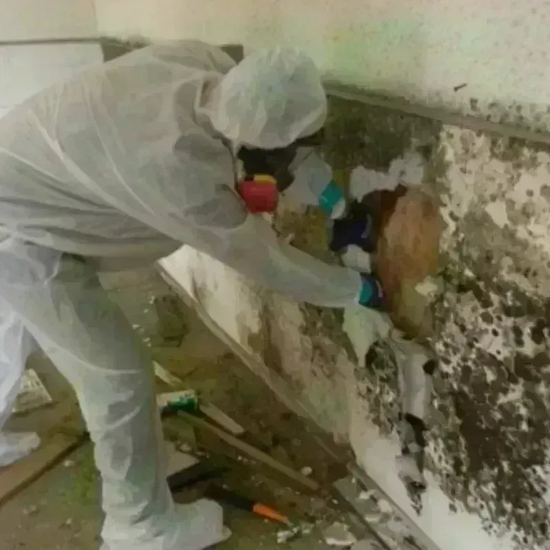 Mold Remediation and Removal in Coos Bay, OR